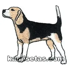 Beagle